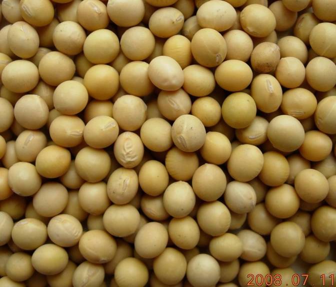 Bulk Peas And Beans Organic Soy Bean 25 Lb. eBay